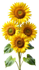 sunflower isolated on white background