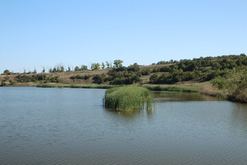 A body of water with bushes and trees on the side