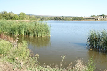 A body of water with plants around it