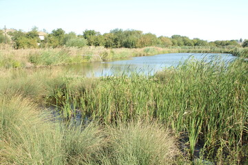 A pond surrounded by grass