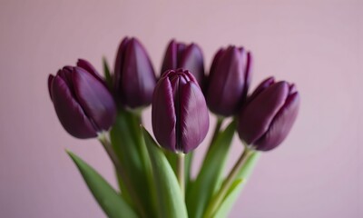 Fototapeta premium Deep Purple Tulips Close-Up