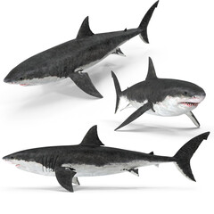 
Sharks isolated on white background 