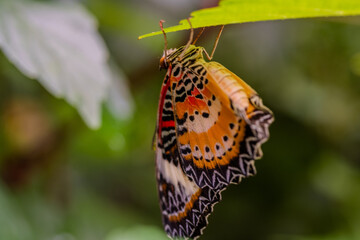 butterfly on a flower