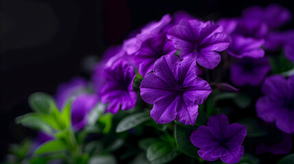 Bunch Purple Flowers That Are Blooming