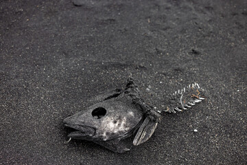 dead fish around Lake high fish mortality is largely due to a drought and the sharp drop in water. global warming effect, climate change