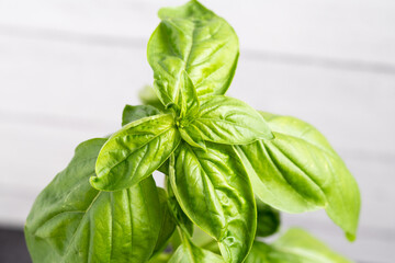 basil plant restaurant food green
