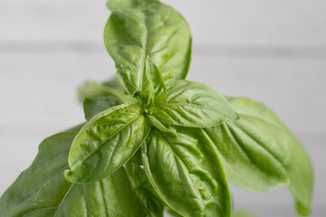 basil plant restaurant food green