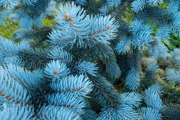 Background from blue spruce needles. Texture from young spruce branches for publication, design, poster, calendar, post, screensaver, wallpaper, postcard, banner, cover, website. High quality photo