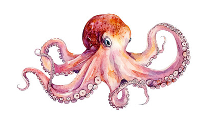 Watercolor Wonder: A graceful octopus, rendered in delicate pinks and oranges, captivates with its intricate detail and ethereal beauty. 