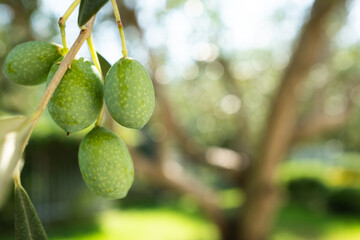 Ripening olives grow on the branch, close-up. Olive tree background for publication, design, poster, calendar, post, screensaver, wallpaper, postcard, banner, cover, website. High quality photo