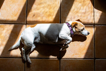 A Jack Russell lays in sunlight and shade on a tiled floor. A white and brown short haired dog. 