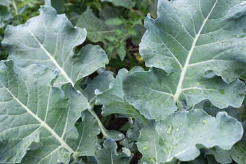 Broccoli cabbage grow, close-up. Cruciferous vegetable for publication, poster, screensaver, wallpaper, postcard, banner, cover, post. High quality photo