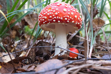 Red fly agaric among the fallen leaves on autumn forest, close-up. Poisonous mushroom. Amanita Muscaria fungus for publication, poster, screensaver, wallpaper, cover, post. High quality photo