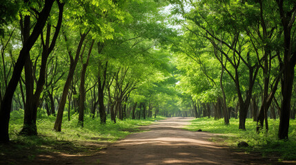 Fototapeta premium Serene Forest Path: A Tranquil Walk Through Lush Greenery