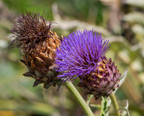 Giant Thistle