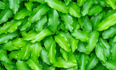 green leaves background