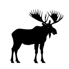 Fototapeta premium Black silhouette of a moose with large antlers.
