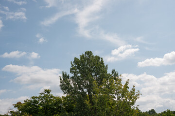 trees and sky with clouds in summer