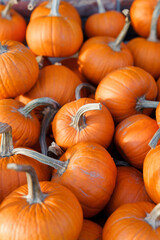 Pumpkins background in orange color. Autumn harvest on Halloween farm market, local shop for Thanksgiving day. Countryside fall store. Seasonal homegrown organic eco-friendly food