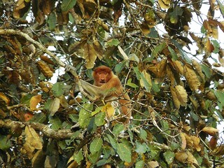 Proboscis monkey, Kota Kinabalu, Island of Borneo, Malaysia