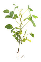 Soy bean stem with pods and root.