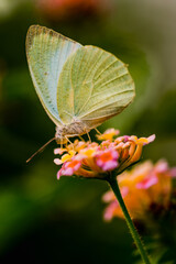 Catopsilia pyranthe, the mottled emigrant, is a medium-sized butterfly of the family Pieridae found in south Asia, southeast Asia, and parts of Australia