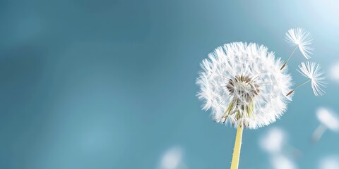 dandelion seeds