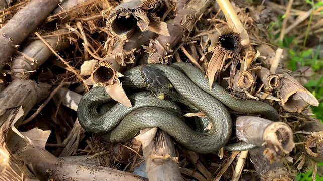 Oriental rat snake,venomous pit viper species native,python curled up in ring lies in branches of tree,reeds near river,lake.Close-up shot