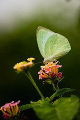 Catopsilia pyranthe, the mottled emigrant, is a medium-sized butterfly of the family Pieridae found in south Asia, southeast Asia, and parts of Australia