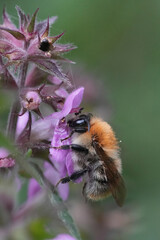 Closeup on a brown banded bumblebee , Bombus pascuorum on a purple Stachys flower