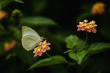 Catopsilia pyranthe, the mottled emigrant, is a medium-sized butterfly of the family Pieridae found in south Asia, southeast Asia, and parts of Australia