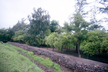 Obraz premium Sandalwood Serenity: Tranquil Trees Amidst a Verdant Landscape