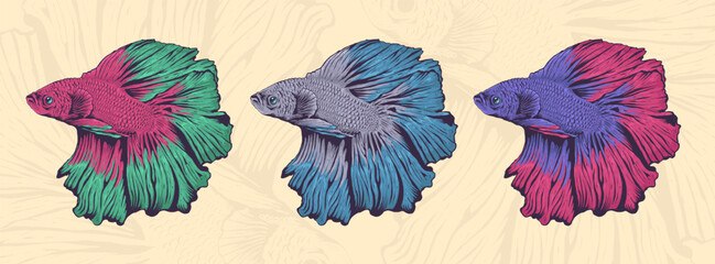 Set of Beautiful and Colorful Betta Fish Illustration