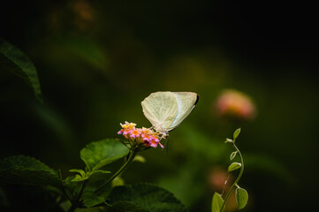 Catopsilia pyranthe, the mottled emigrant, is a medium-sized butterfly of the family Pieridae found in south Asia, southeast Asia, and parts of Australia