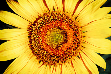 Naklejka premium Abstract card with close up of one yellow sunflower flower with bright petals on green background