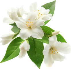 White floral