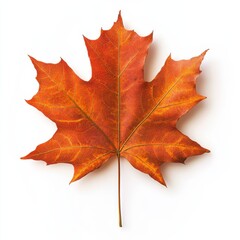 Obraz premium Autumnal Maple Leaf: A vibrant, close-up view of a single maple leaf, showcasing its intricate details and rich autumnal hues. The leaf stands out against a clean white background