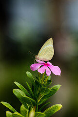 Catopsilia pyranthe, the mottled emigrant, is a medium-sized butterfly of the family Pieridae found in south Asia, southeast Asia, and parts of Australia