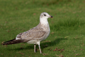 Young Common gull