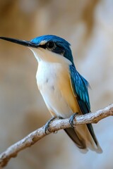 Fototapeta premium Bee Hummingbird Bird in Nature, Realistic Photo, Background for, Wallpaper, Cover and Screen of Smartphone, Cell Phone, Computer, Laptop, 9:16 and 16:9 Format