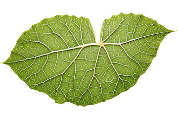 Fototapeta premium Macro photography of a single green tea leaf, isolated on a white background.