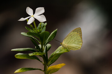 Catopsilia pyranthe, the mottled emigrant, is a medium-sized butterfly of the family Pieridae found in south Asia, southeast Asia, and parts of Australia