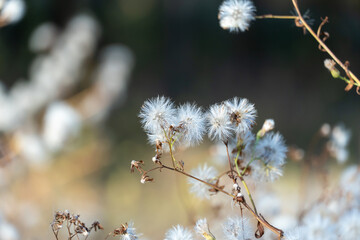 White fluffy seeds of wild field flowers in autumn. Dry boll of wildflowers growth in field. Nature patterns of withered plants. Dried branches with seeds and light fluff. Tender soft scene dry grass.
