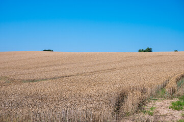 Obraz premium Hills with golden wheat fields around Timmendorfer strand, Germany