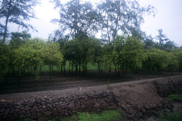 Sandalwood Tranquility: Soothing Trees Enveloped by Greenery