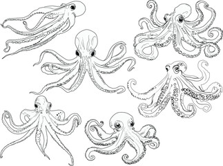 six ctopus sketches isolated on white