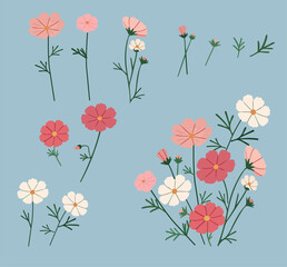 코스모스 cosmos flowers © Eunoia