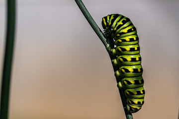 caterpillar on a branch