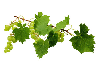 Realistic digital illustration of grape leaves, isolated on white background.