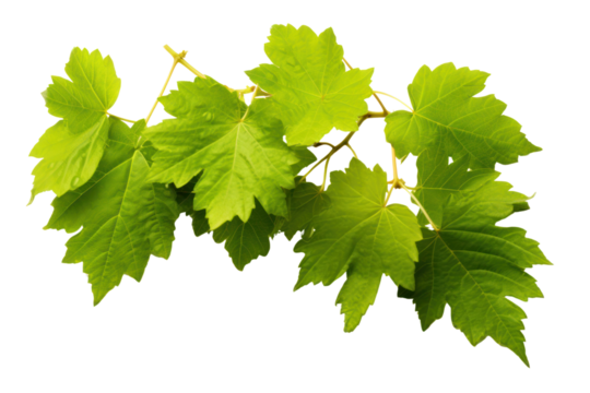 Realistic digital illustration of grape leaves, isolated on white background.